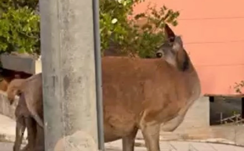 Φυλή : Η δραματική ιστορία της ελαφίνας που προσπαθούσε για ώρες να γεννήσει το νεκρό ελαφάκι της...VIDEO
