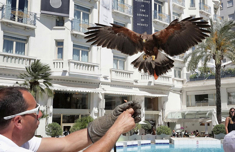 Κάννες: Γεράκια εναντίον γλάρων που ορμούν στα εδέσματα των σταρ