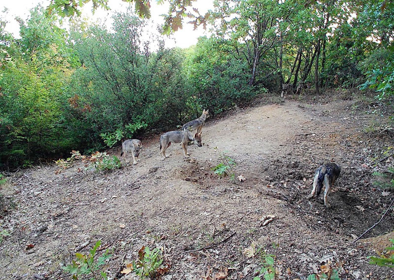 ΚΟΜΑΘ : Σύλληψη και μεταφορά λύκων – σκέψεις και προβληματισμοί