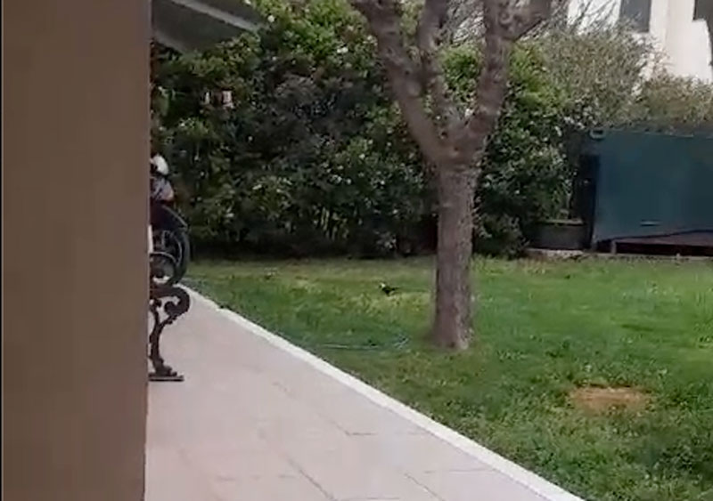 Μια σπάνια συνάντηση: Ένας κότσυφας με λευκό κεφάλι στην Αττική...VIDEO