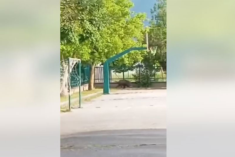 Aγριογούρουνο εισέβαλε στην αυλή σχολείου στην Ξηρολίμνη Κοζάνης...VIDEO