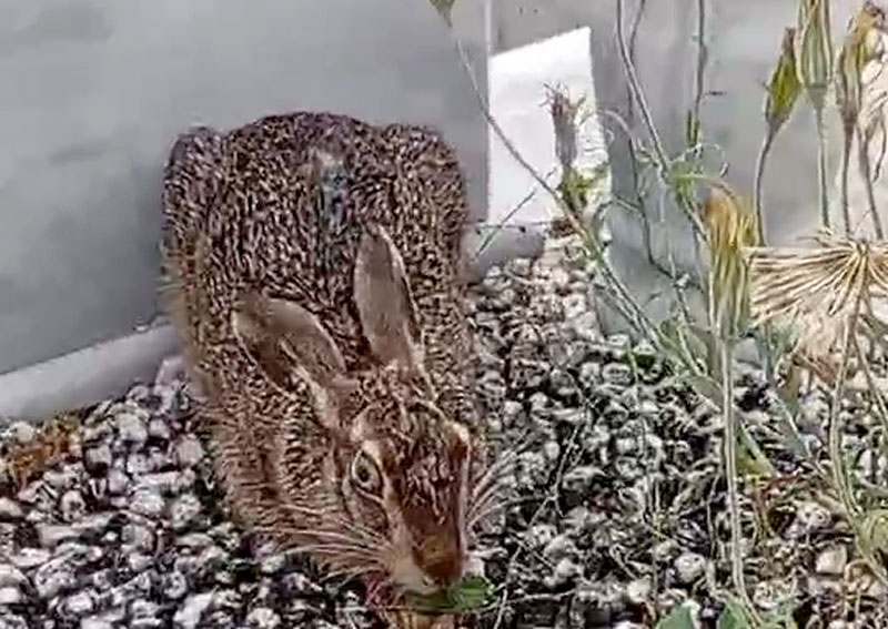 Λαγός βρήκε καταφύγιο σε νεκροταφείο...VIDEO