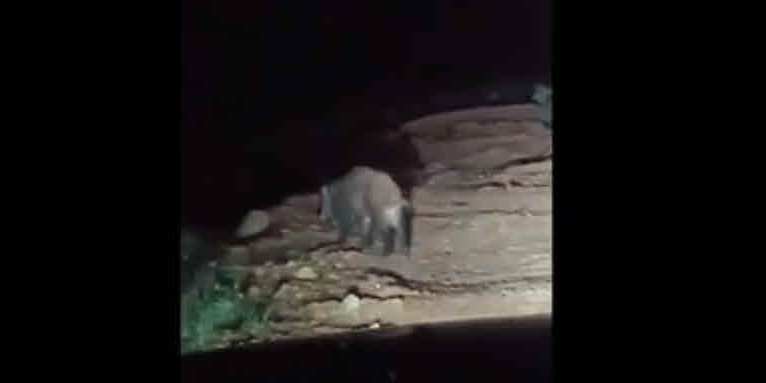 Αγριογούρουνα στη Λευκάδα...VIDEO