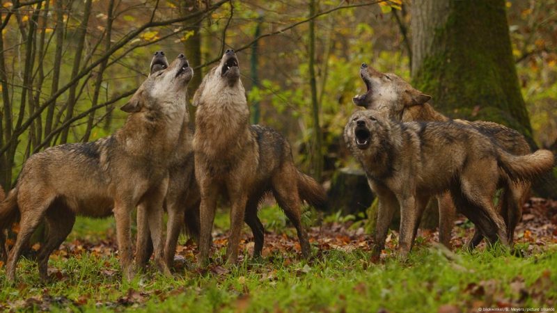 Γερμανία : Οι υπουργοί Περιβάλλοντος θέλουν να ξεκινήσει το κυνήγι λύκων