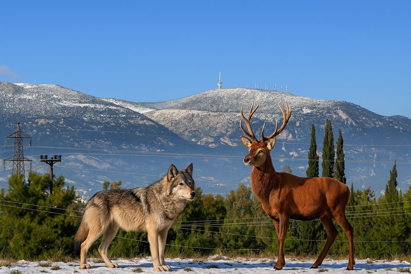 Οι παραλογισμοί των περιβαλλοντικών ΜΚΟ για τον λύκο – Η ανάγκη να μιλήσει η πραγματικότητα