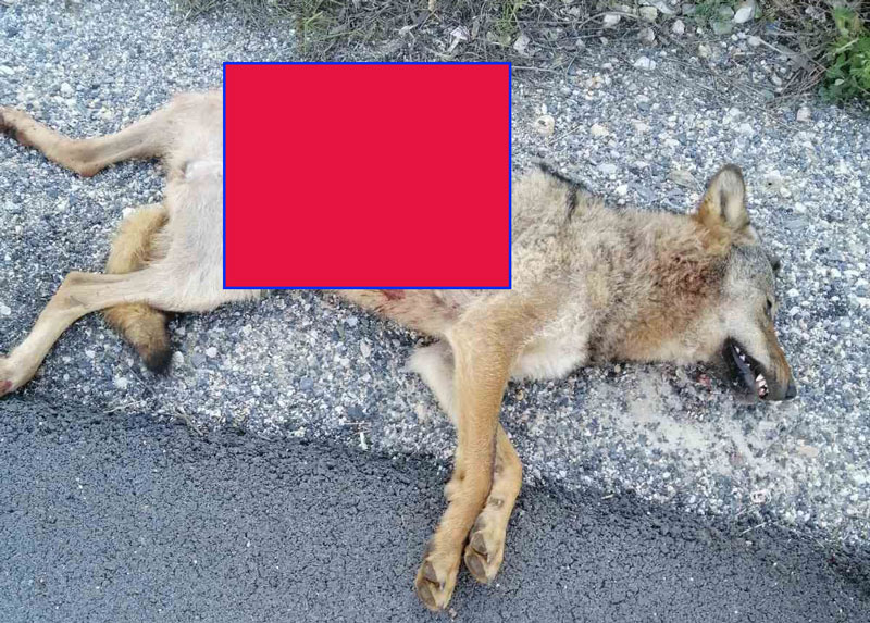 Τροχαίο με λύκο στην παλιά Εθνική οδό Αμυνταίου - Φλώρινας