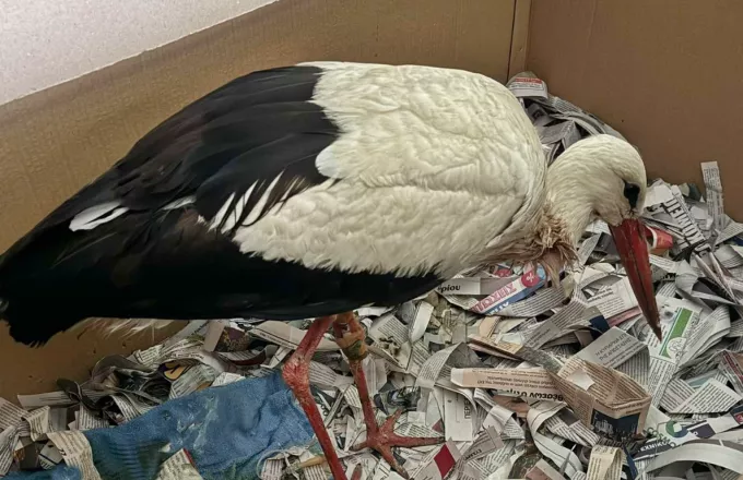 Πελαργός υποβλήθηκε σε εγχείρηση αφαίρεσης όγκου - Τελικά ήταν μεγάλη ποσότητα πλαστικών