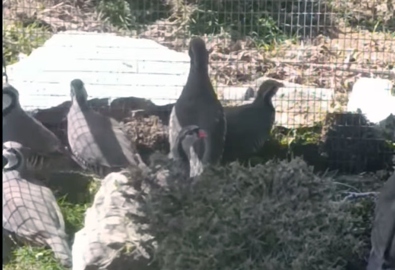 Κ.Σ. Πατρών : Εμπλουτισμός Παναχαϊκού Όρους με ορεινές πέρδικες