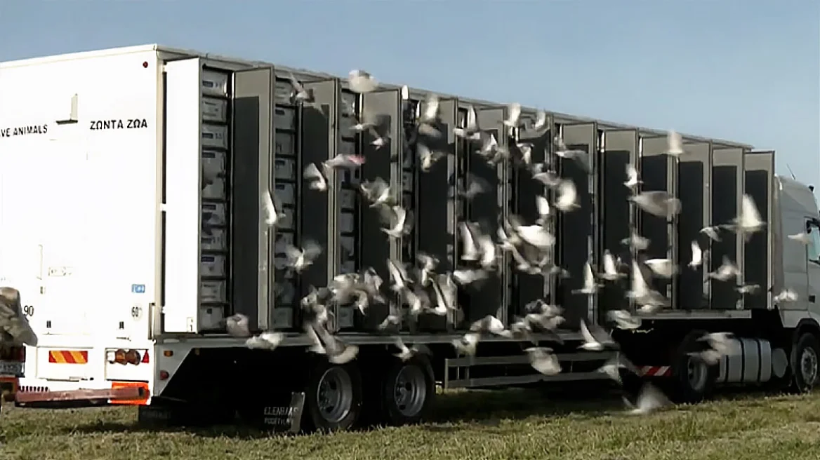 Αλεξανδρούπολη: 5.000 ταχυδρομικά περιστέρια ξεχύθηκαν στον ουρανό από το Τελωνείο Κήπων