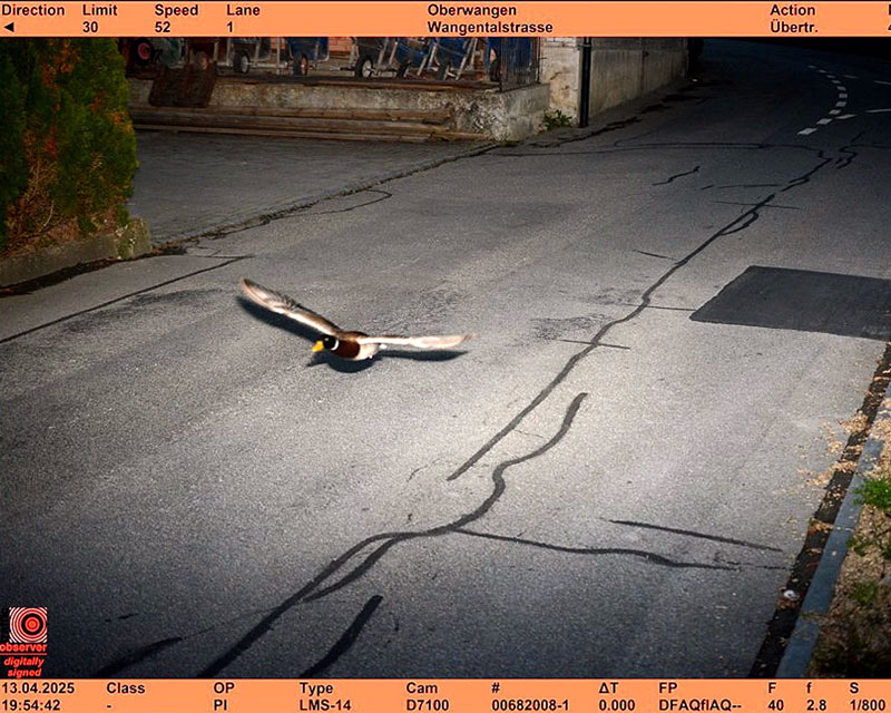 Ελβετία: «Συνέλαβαν» πάπια-καμικάζι – Έτρεχε πάνω από το όριο ταχύτητας ενώ ήταν… υπότροπη