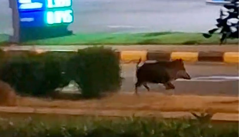 Βραδινή βόλτα αγριόχοιρου στη Διασταύρωση Ραφήνας...VIDEO