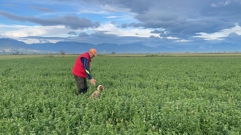 Τα ορτύκια της Κωπαΐδας