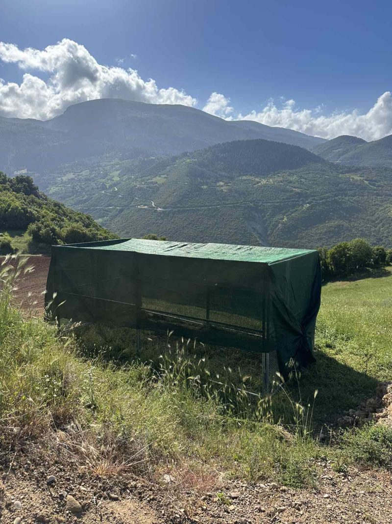 Απελευθέρωση 50 ορεινών περδίκων από τον Κυνηγετικό Σύλλογο Καμάρων...VIDEO