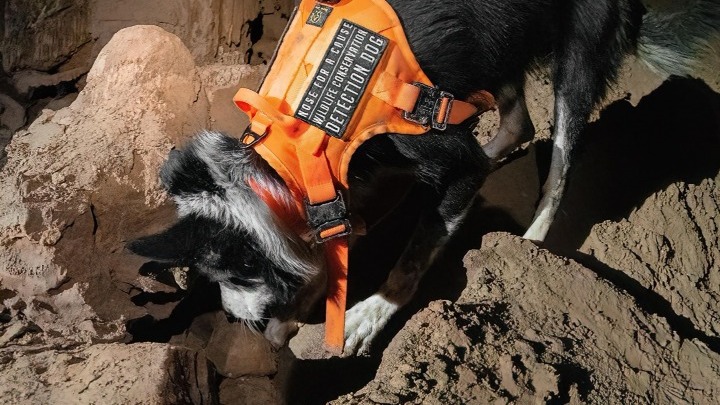 Θεσσαλονίκη : Σκύλοι ανιχνεύουν νυχτερίδες σε αιολικά πάρκα και σκαθάρια σε σπήλαια
