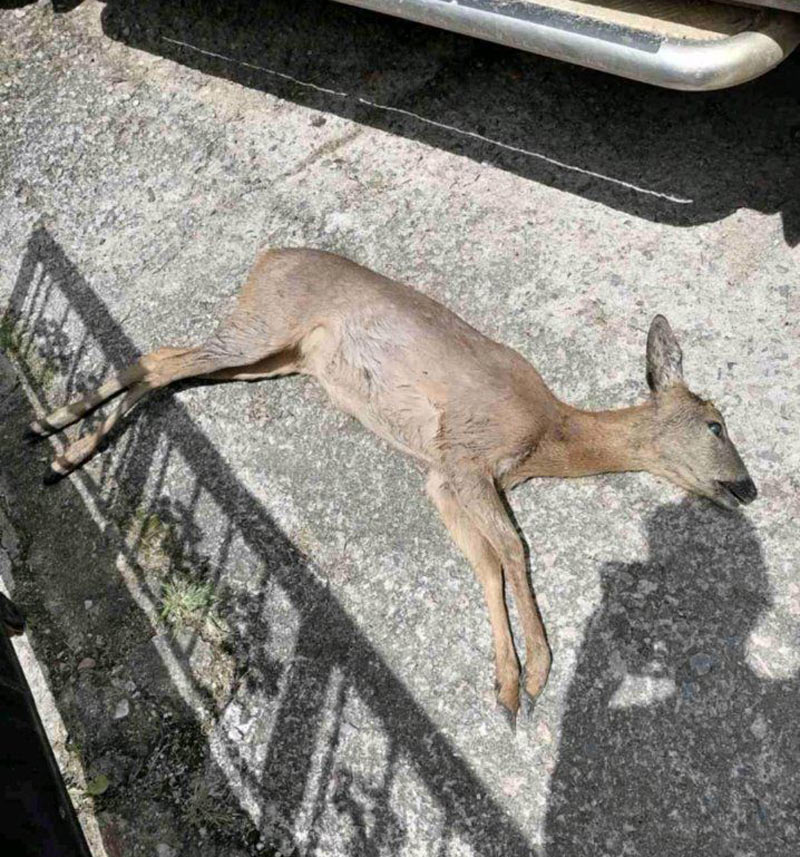 Αγέλη λύκων γευμάτιζε....ένα ζαρκάδι μπροστά στα έντρομα μάτια των κατοίκων σε χωριό της Φλώρινας