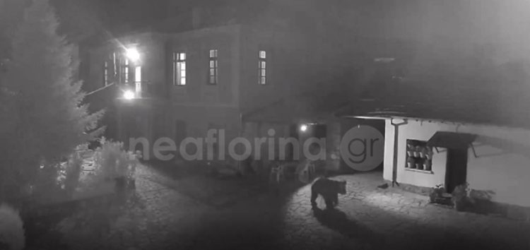 Εμφάνιση αρκούδας σε αυλή σπιτιού στην κοινότητα Σκοπιάς στη Φλώρινα...VIDEO