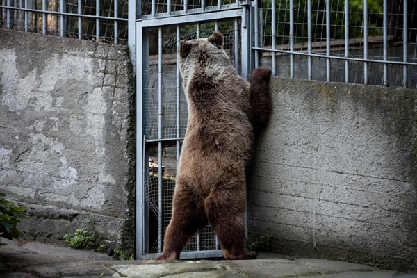 Αρκούδες στις αυλές – SOS από Καστοριά