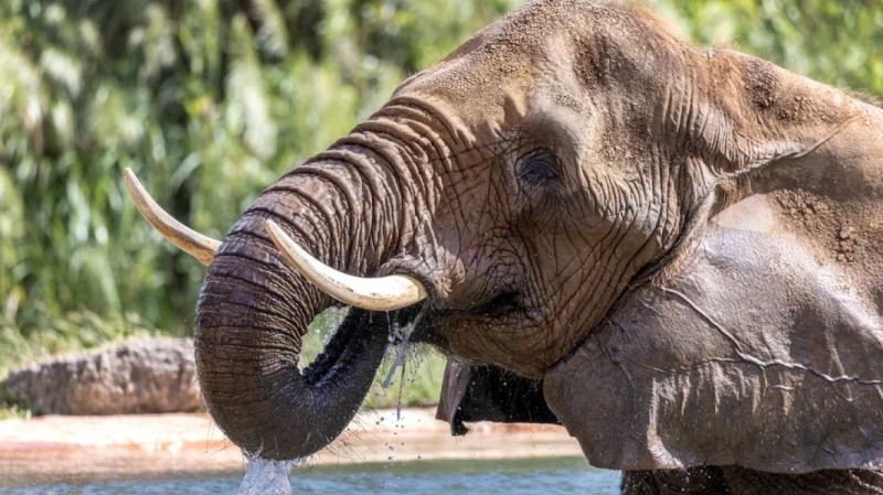 Ζιμπάμπουε: Πενήντα «υπεράριθμοι» ελέφαντες θα θανατωθούν σε έναν φυσικό δρυμό