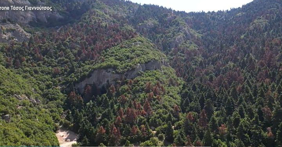 Πελοπόννησος: Γιατί ξεραίνονται τα έλατα - Σοκάρει η εικόνα του δάσους στα Αροάνια Όρη