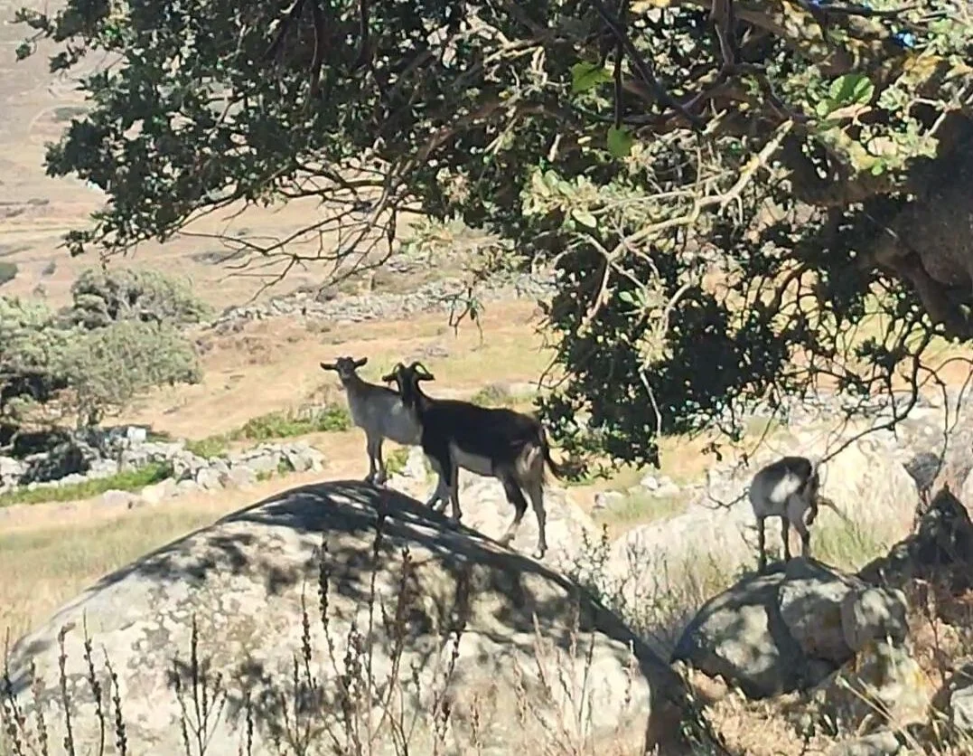 Όταν η ζωοφιλία κατασπαράζει την ανθρωπιά