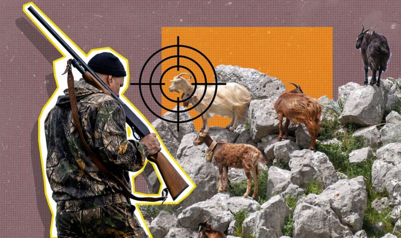 Σικελία: Νησί καλεί κυνηγούς να εξολοθρεύσουν αγριεμένα κατσίκια