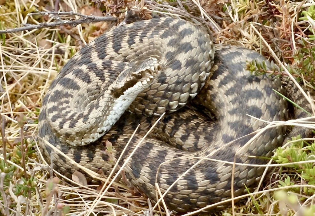 Λαμία: Στη ΜΕΘ 16χρονος – Τον δάγκωσε οχιά στο δάχτυλο