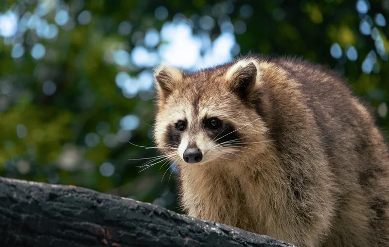 Επιθετικά ρακούν: Πώς τα αμερικανικά θηλαστικά κυρίευσαν μια γερμανική πόλη και απειλούν να κατακτήσουν όλη την Ευρώπη