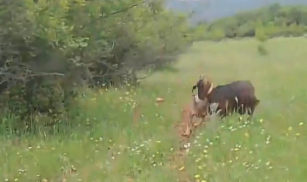 Κατερίνη : Βίντεο ντοκουμέντο από επίθεση λύκου σε κοπάδι, παρουσία του κτηνοτρόφου …VIDEO