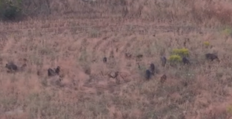 Φθιώτιδα: Αγέλη 35 αγριογούρουνων στο Παλιούρι δίπλα στην Ε.Ο Λαμίας – Καρπενησίου...VIDEO