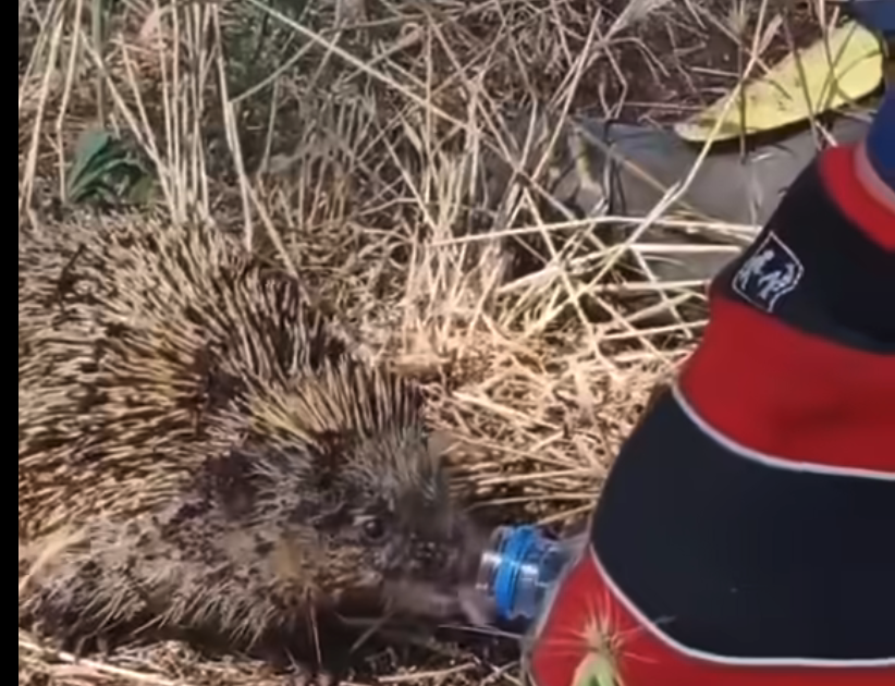 Πυροσβέστες σώζουν σκαντζόχοιρο μετά από την κατάσβεση της φωτιάς...VIDEO