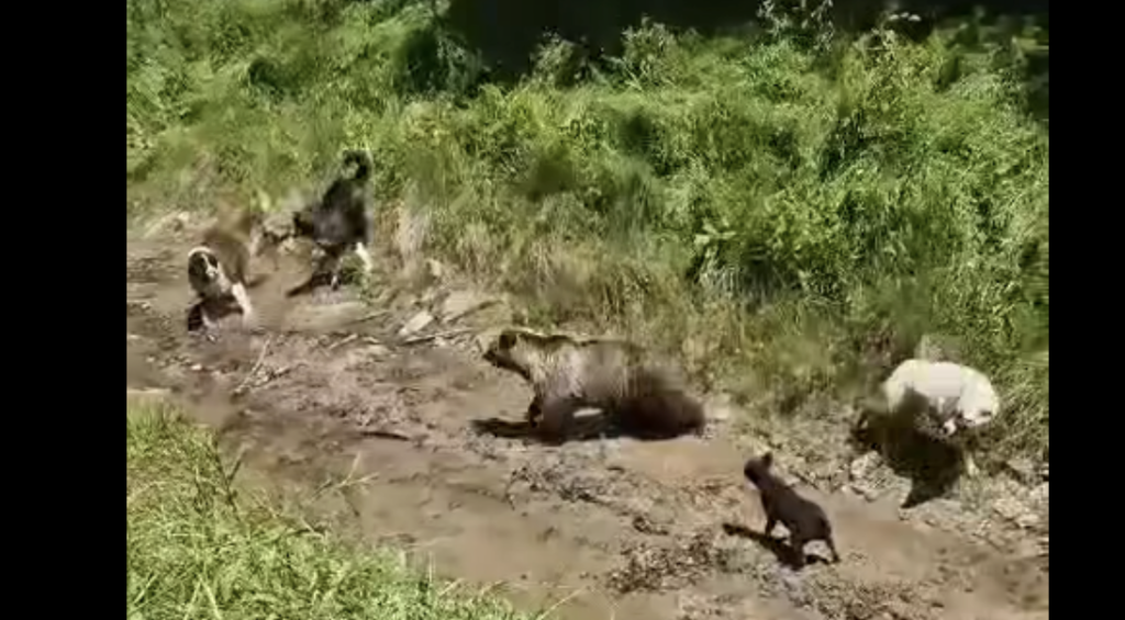 Βίντεο ντοκουμέντο από επίθεση αρκούδας σε κοπάδι παρουσία του κτηνοτρόφου.
