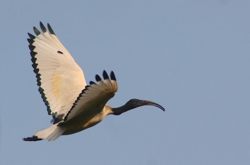 Η εισβολή της ιερής ίβιδας στην Ευρώπη ανησυχεί τους ειδικούς