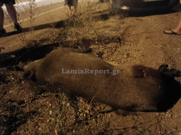 Τροχαίο με αγριογούρουνο στον δρόμο Λαμίας-Στυλίδας