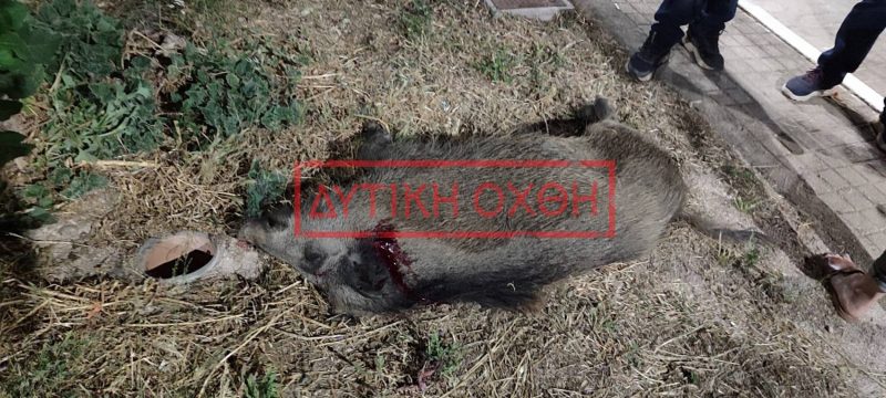 Φυλή: Άνδρας πυροβόλησε εν ψυχρώ και σκότωσε αγριογούρουνο που έψαχνε φαγητό – Ταυτοποιήθηκε και αναζητείται...VIDEO