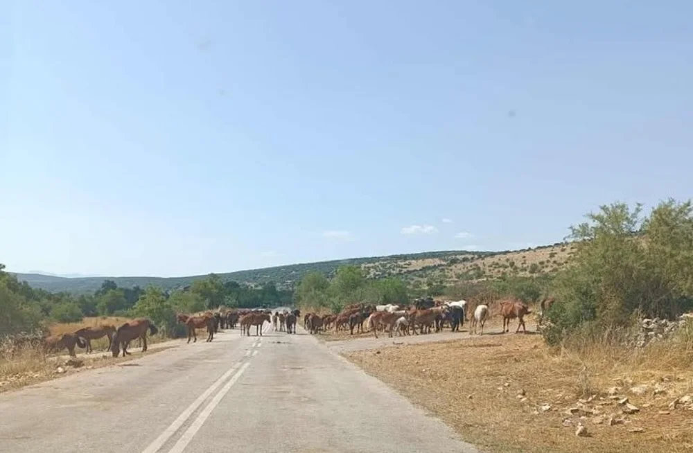 Ασβεστοχώρι Ιωαννίνων: Εκατοντάδες τα ημιάγρια άλογα χωρίς κανέναν έλεγχο.. Ζητούν λύση οι κάτοικοι