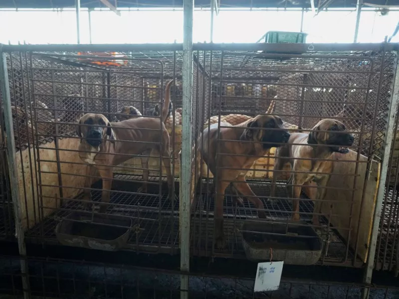 Χιλιάδες σκυλιά κινδυνεύουν με ευθανασία στη Νότια Κορέα, μετά την απαγόρευση κατανάλωσης του κρέατός τους