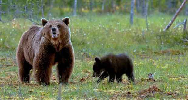 Καστοριά: Αγρότης ήρθε τετ α τετ με αρκούδα και τα αρκουδάκια της