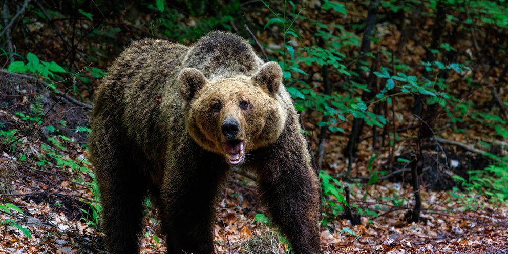 Βίντεο ντοκουμέντο έχει στα χέρια της η ΕΛ.ΑΣ. από την επίθεση της αρκούδας