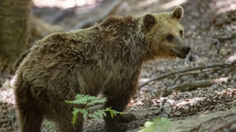 Αρκούδα σε δένδρο στην αυλή σπιτιού στην Καστοριά...VIDEO