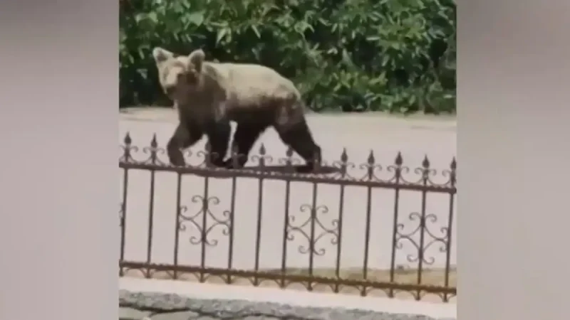 Καστοριά: «Τη φοβάμαι, είναι άγριο ζώο» λέει η ιδιοκτήτρια του σπιτιού όπου έχει κάνει «κατάληψη» η αρκούδα