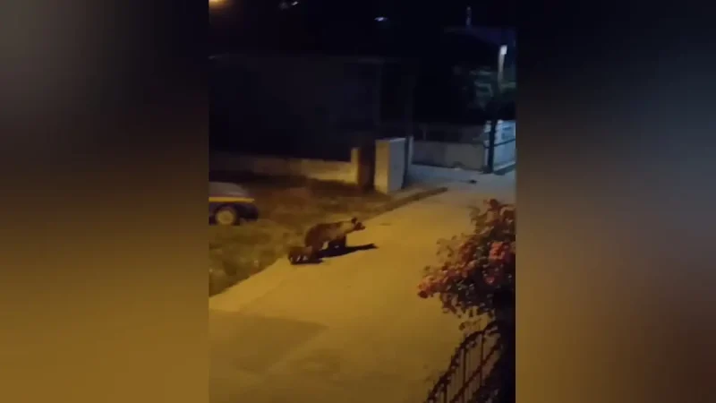Κοζάνη: Αρκούδα «κάνει βόλτα» με το μικρό της μέσα σε χωριό...VIDEO