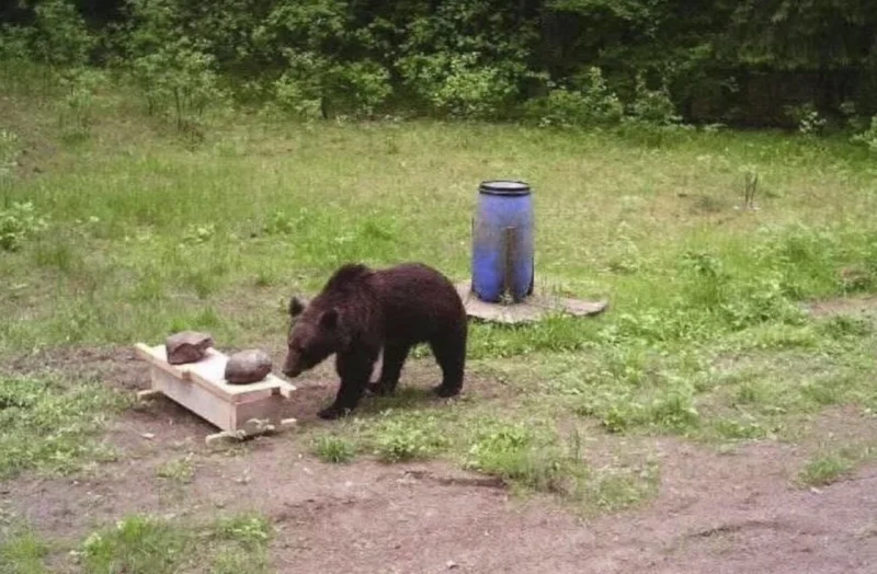 Λιθουανία: Η κυβέρνηση ζήτησε να σκοτώσουν αρκούδα και οι κηνηγοί αρνήθηκαν - Ο λόγος