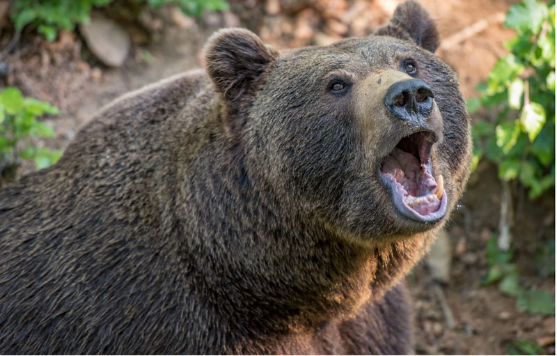Καστοριά: Τροχαίο ατύχημα με εμπλοκή αρκούδας στην περιοχή του Καλοχωρίου