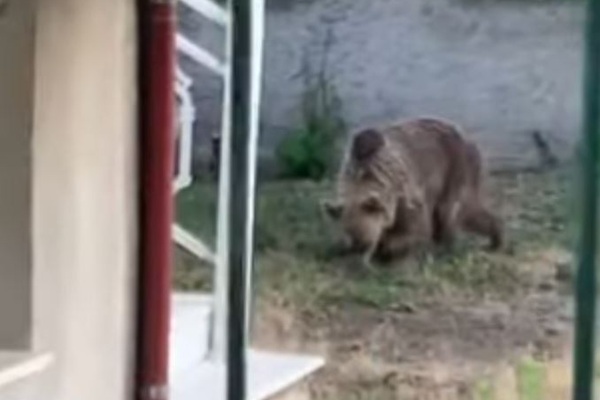 Νέα εμφάνιση αρκούδας σε αυλή σπιτιού στη Φούφα Εορδαίας...VIDEO