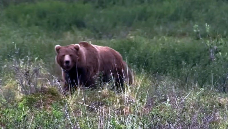 Τουφεκιές σε κυνήγια αρκούδας