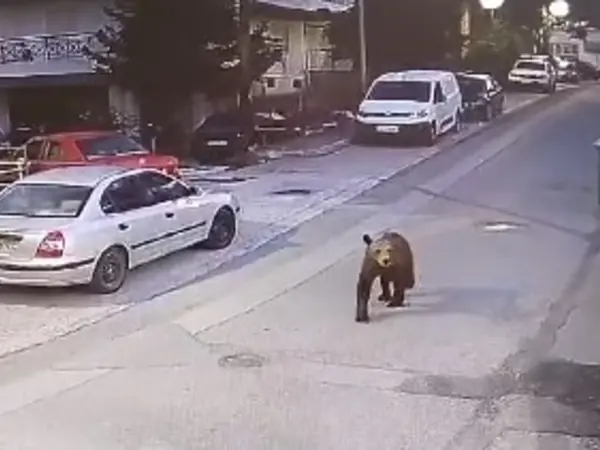 Γρεβενά: Αρκούδα κάνει βόλτα σε κεντρικό δρόμο...VIDEO