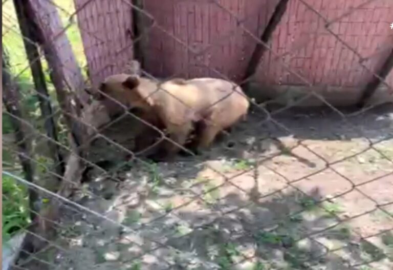 Σύσκεψη για αρκούδες: Ποια μέτρα αποφασίστηκαν να προταθούν στο υπουργείο...VIDEO