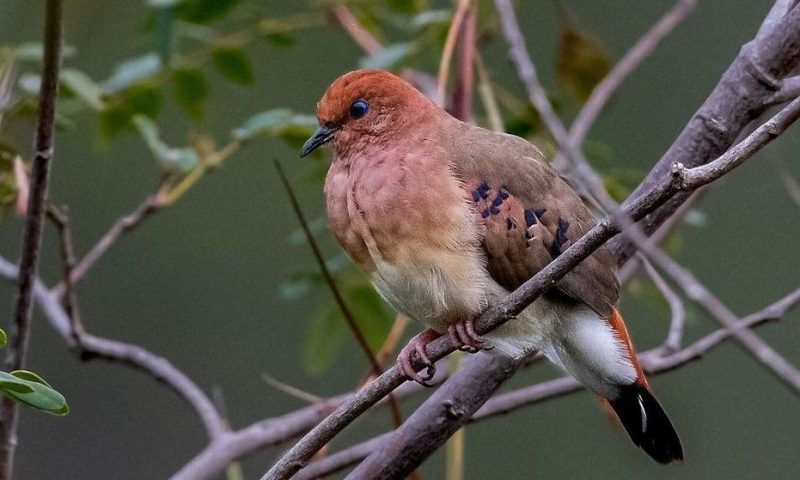 Εκκολάφθηκαν τρία αυγά του σπανιότερου πουλιού στον κόσμο
