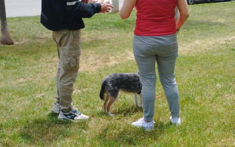 Θεσσαλονίκη: Έλεγχοι σε ιδιοκτήτες σκύλων - «Βροχή» τα πρόστιμα, μέχρι 1.000 ευρώ