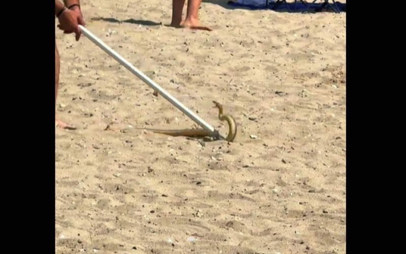 Αναστάτωση σε παραλία της Χαλκιδικής: Φίδι «εισέβαλε» σε beach bar – Λουόμενος το απομάκρυνε με ξύλο... VIDEO